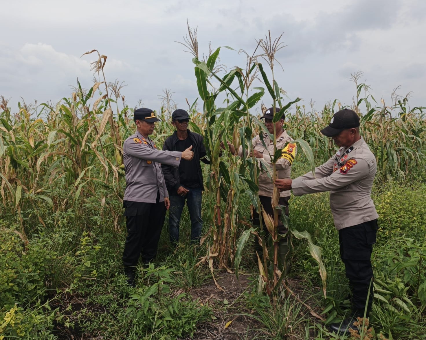 Kapolsek Kuala Kampar Tinjau Lahan Jagung 15 Ha Poktan Senang Jaya, Dukung Ketahanan Pangan di Desa Sungai Solok