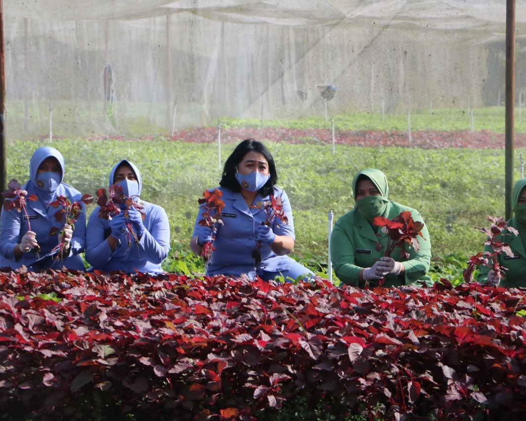 Ketua Dharma Pertiwi Daerah A, Kunjungi Ketahanan Pangan Pia Ardhya Garini Lanud Roesmin Nurjadin Pekanbaru