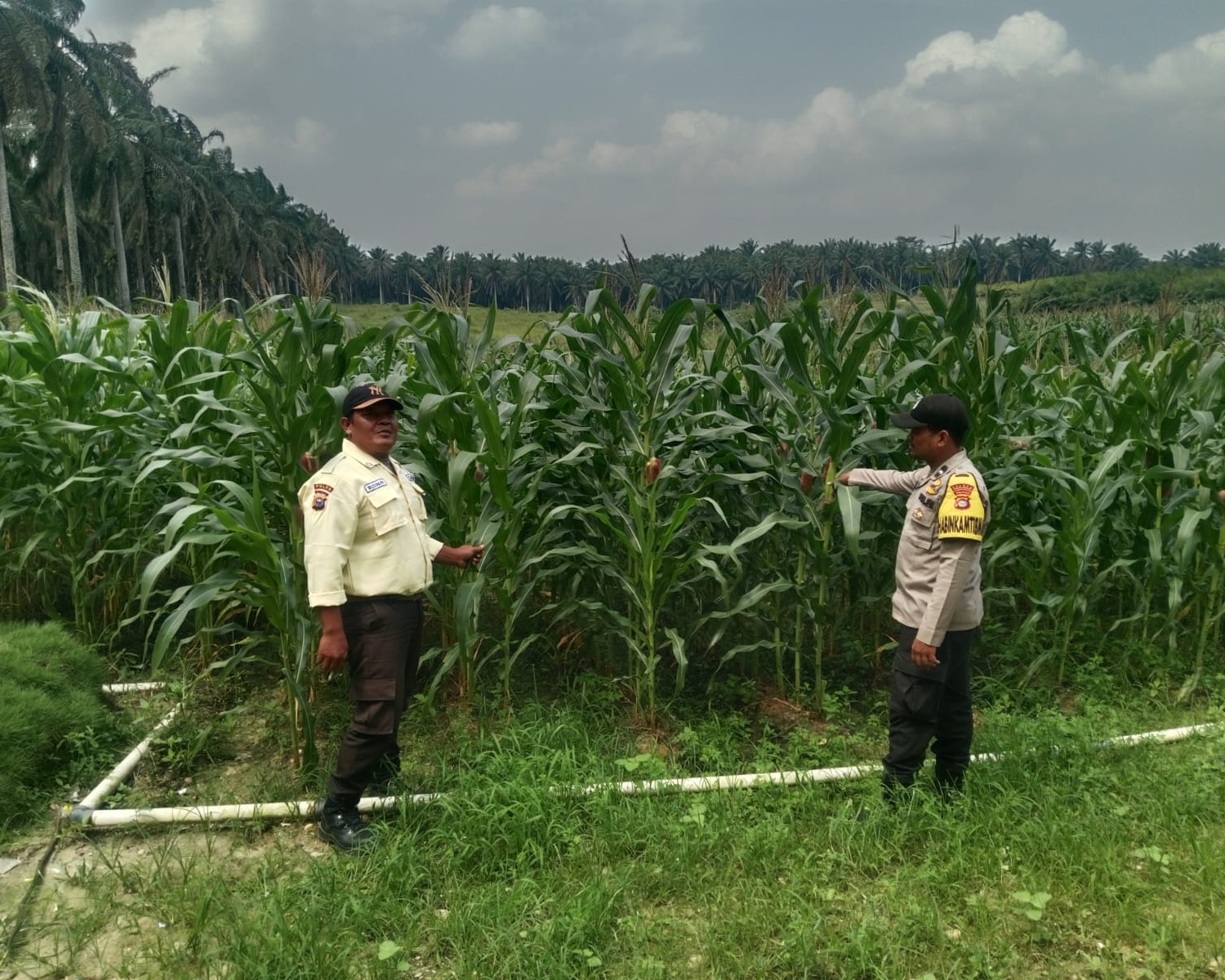 Bhabinkamtibmas Polsek Bunut Monitoring Lahan Jagung Pipil PT Serikat Putra di Sialang Kayu Batu
