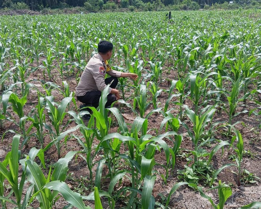 Polsek Ukui Monitoring Lahan Jagung Pipil 3 Hektar di Air Hitam Dukung Ketahanan Pangan Nasional
