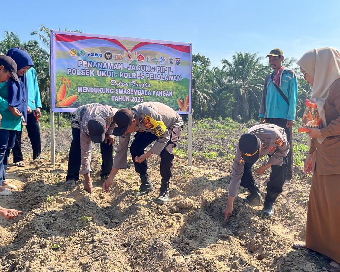 Polsek Ukui dan PT RAPP Tanam Jagung Hibrida 3 Hektar Di Air Hitam, Dukung Swasembada Pangan Nasional