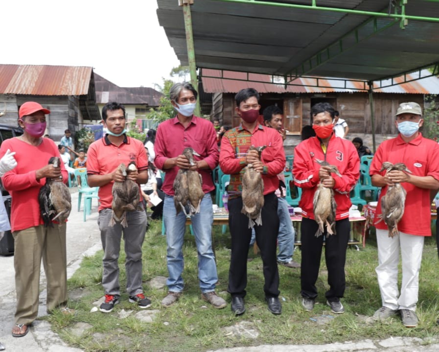 Pemkab Tapanuli Utara Berikan Bantuan 60 Kambing dan 600 Itik Kepada 11 Kelompok Tani