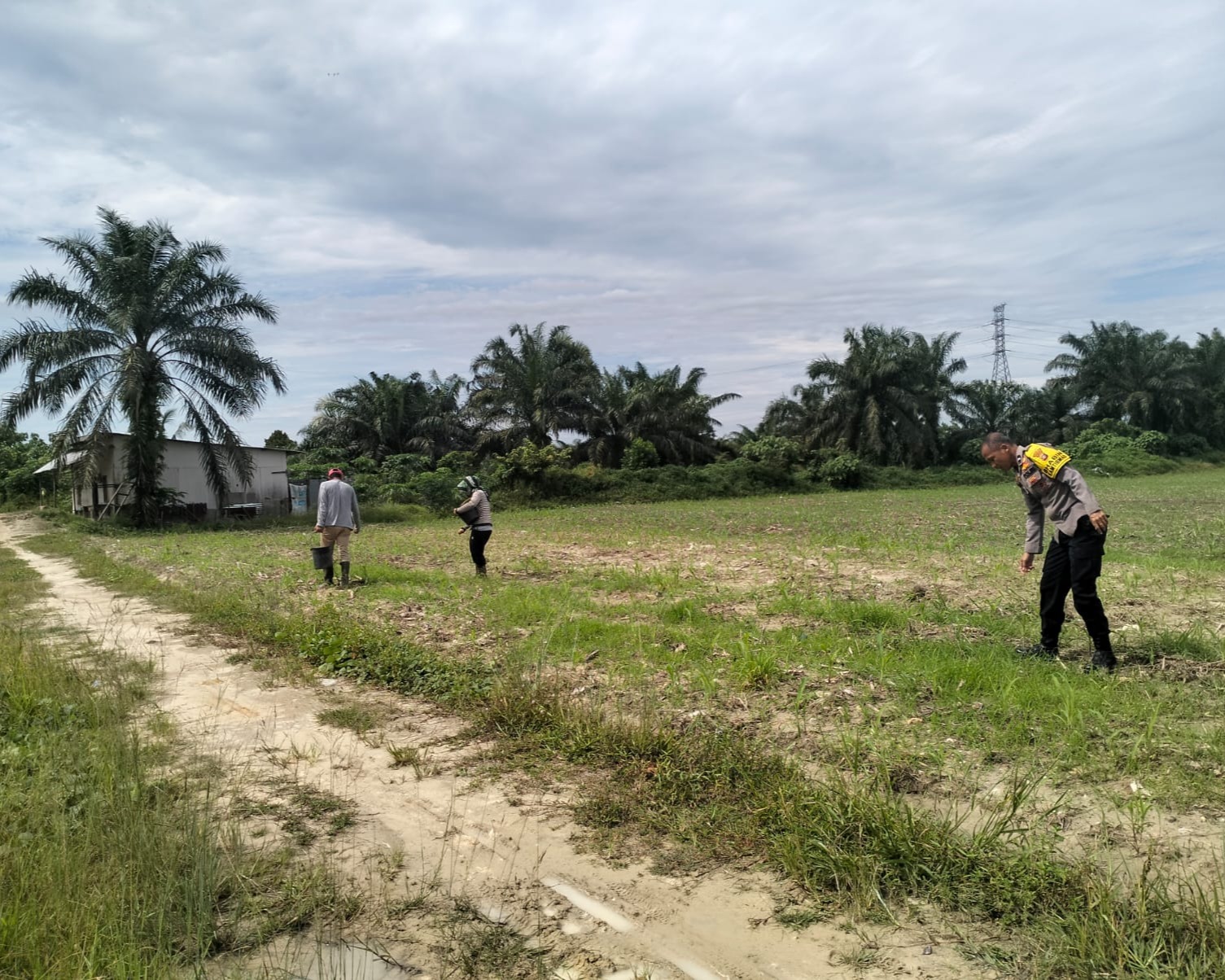Polsek Pangkalan Kerinci Cek Tanaman Jagung 17 HST Di KM 55: Pastikan Tumbuh Optimal Dukung Swasembada Pangan
