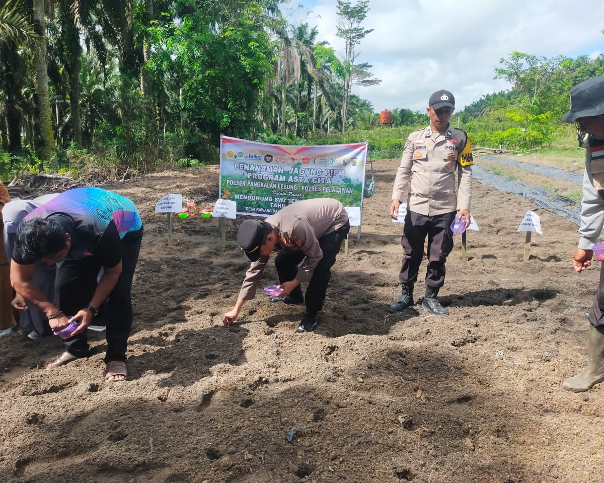 Polsek Pangkalan Lesung Tanam Jagung Hibrida Di Rawang Sari, Dukung Ketahanan Pangan Kuartal I 2026