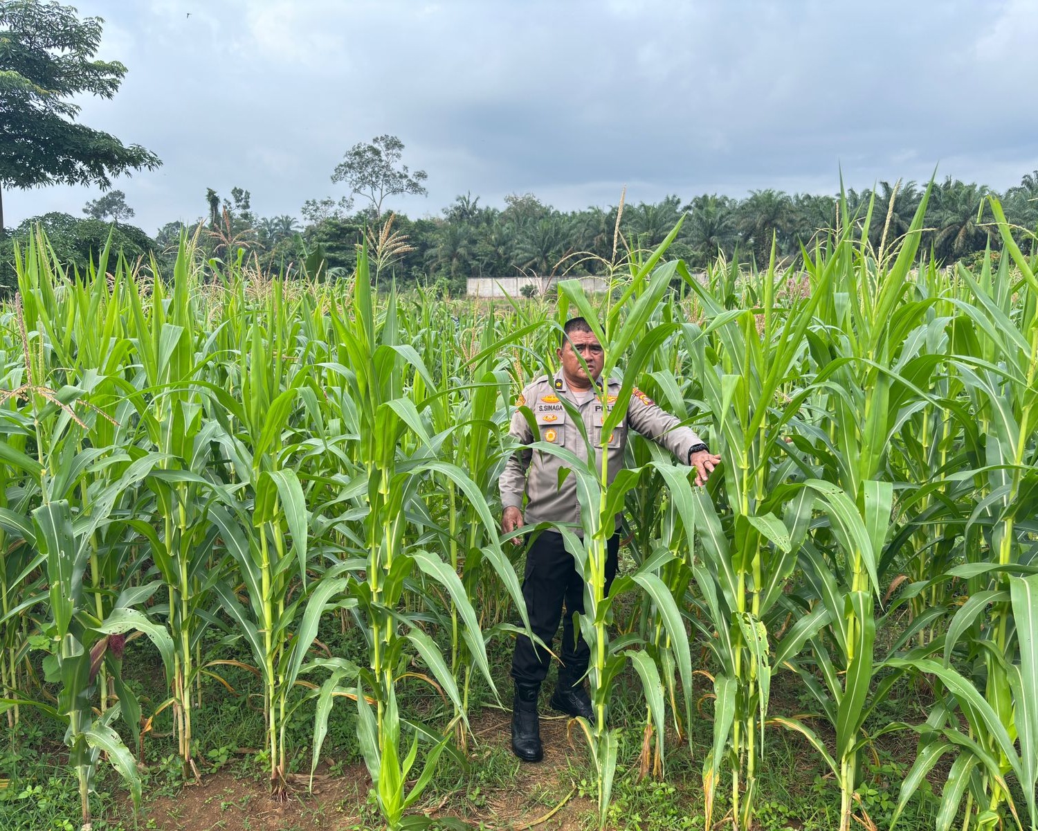 Optimalisasi Program Ketahanan Pangan, Polres Rokan Hulu Cek Perkembangan Jagung Hibrida