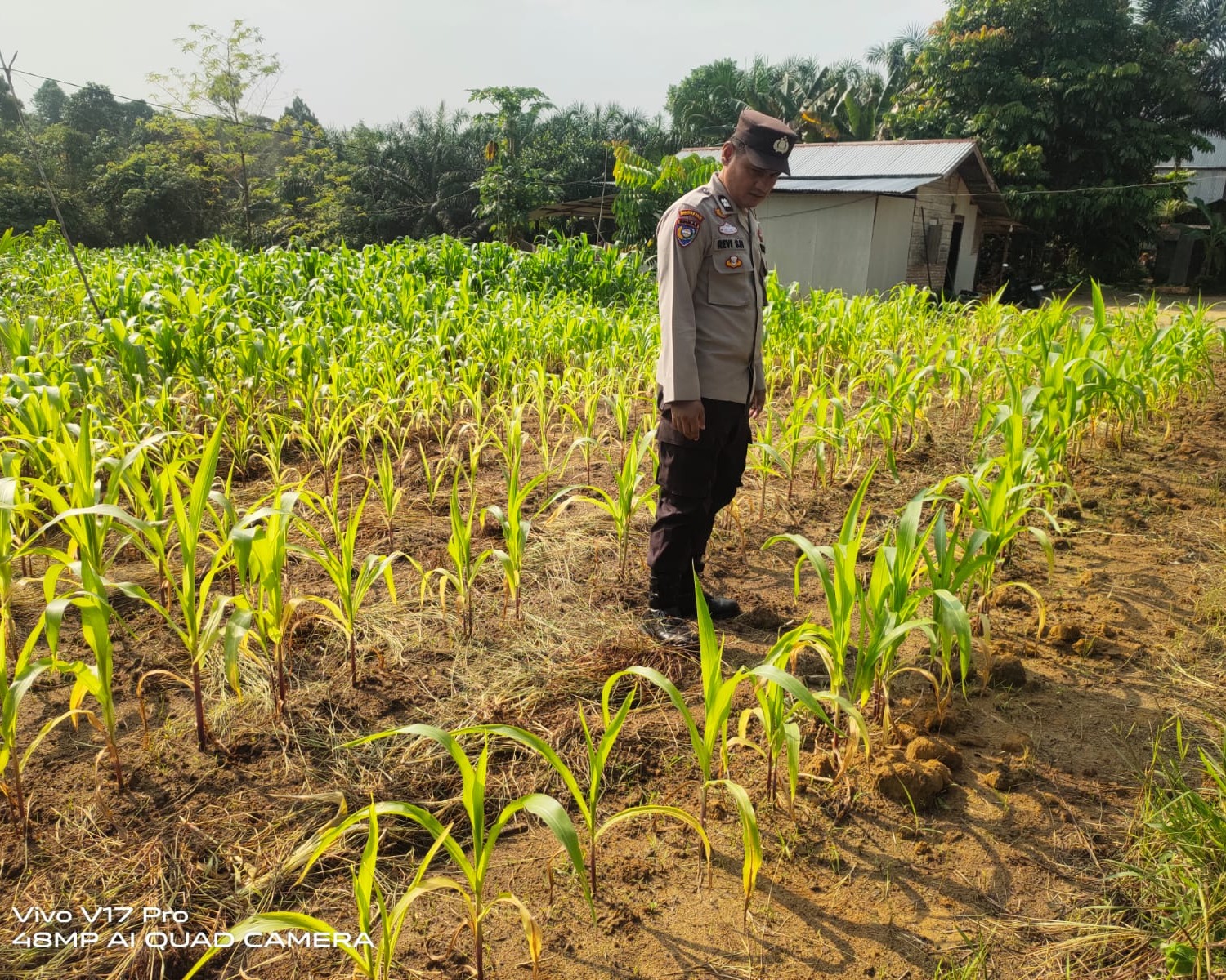 Polsek Bunut Lakukan Pengecekan Lahan Ketahanan Pangan Jagung Pipil di Desa Petani
