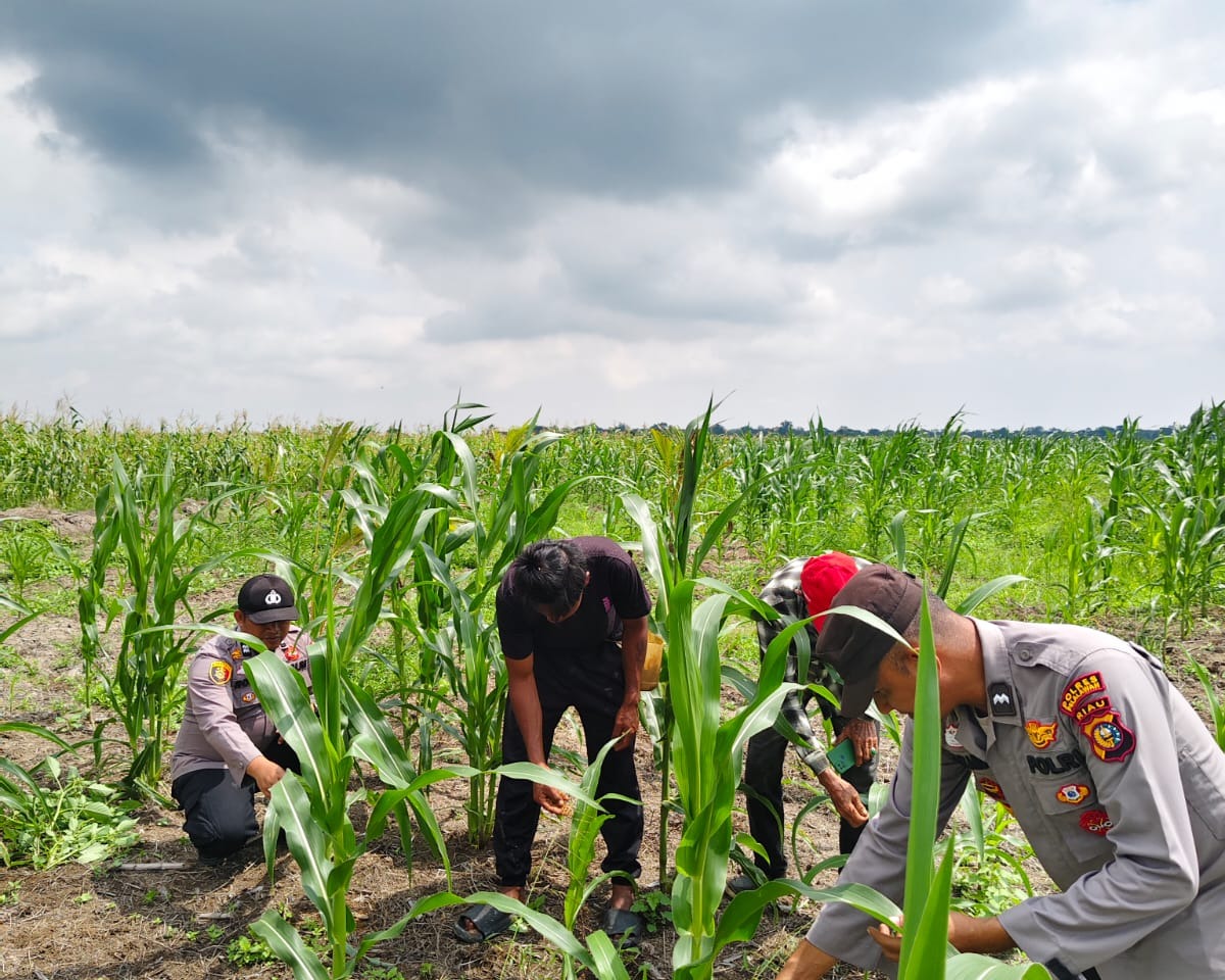 Polsek Kuala Kampar Cek 15 Ha Jagung Pipil Poktan Senang Jaya Sungai Solok, Pertumbuhan Baik Menuju Swasembada Pangan