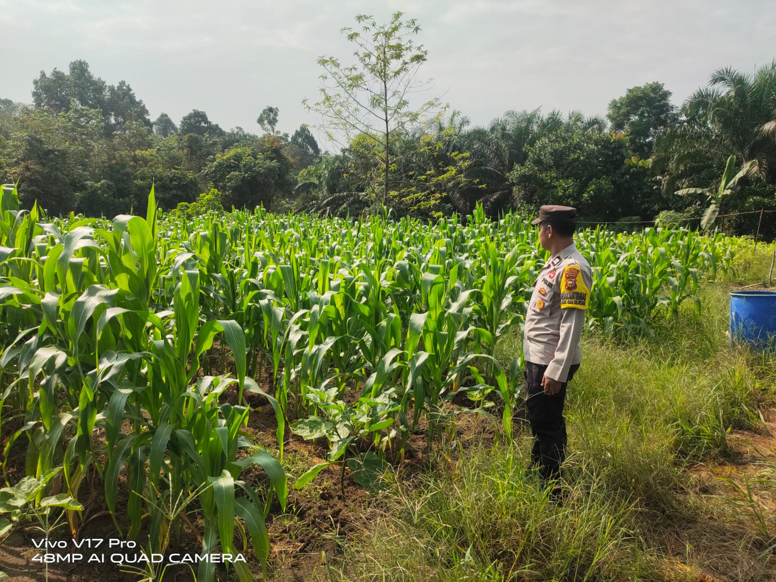 Polsek Bunut Cek Lahan Jagung Pipil 5000 M² Di Desa Petani, Dukung Ketahanan Pangan