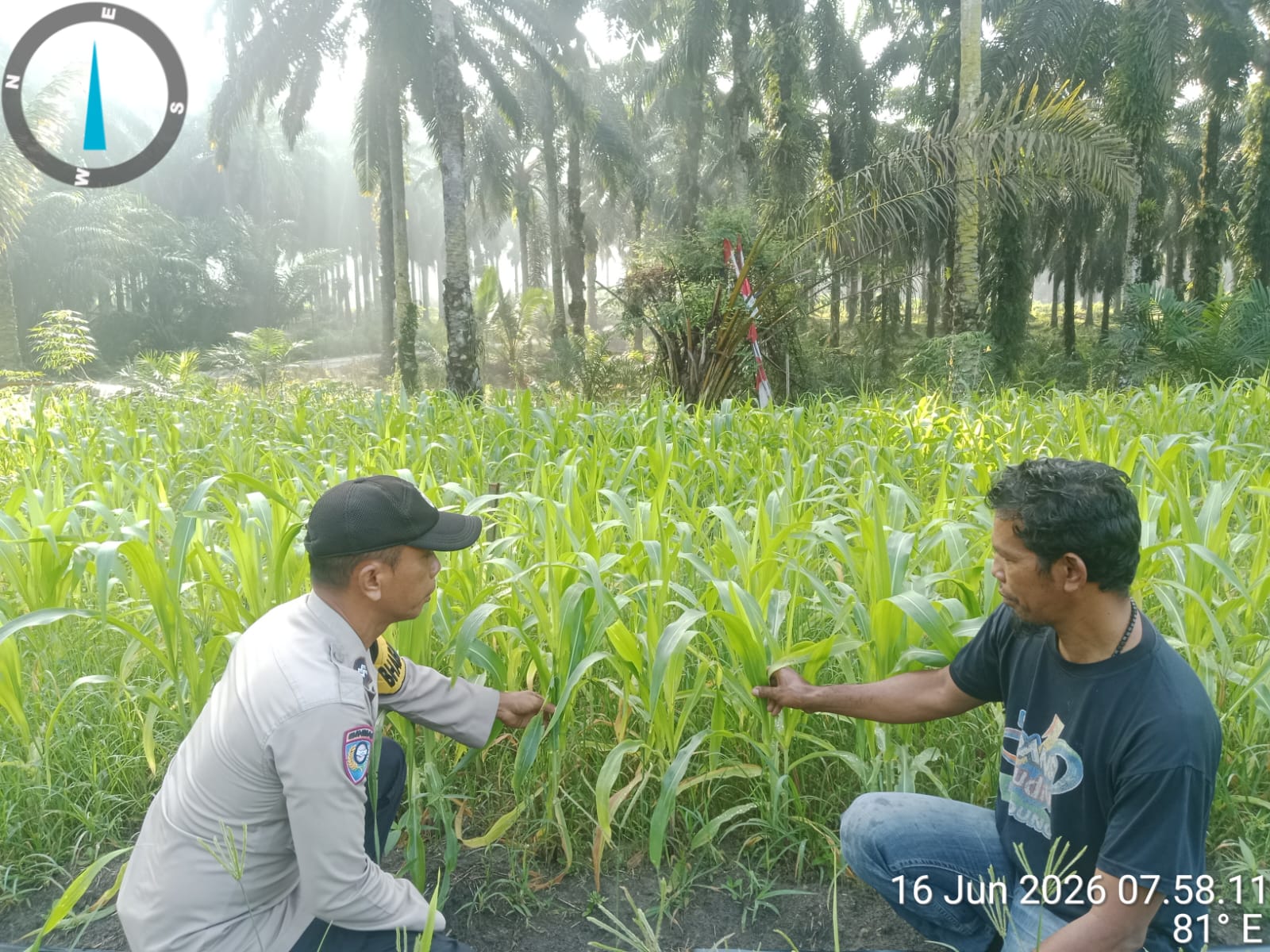 Jagung Hibrida F1 Blok 17 Rawang Sari Tumbuh Serempak, Polsek Pkl Lesung Kawal Ketahanan Pangan