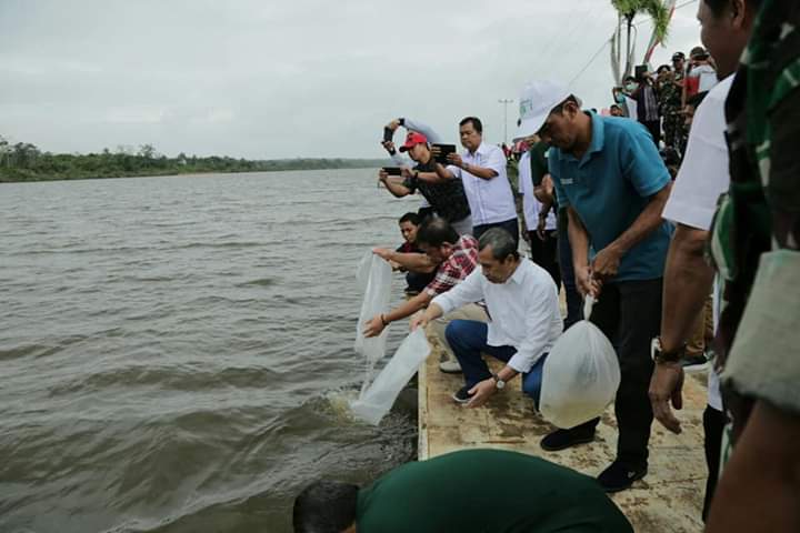 Gubri Melepas 200 Ribu Bibit Ikan Nilam di Danau Kebun Nopi Kuansing