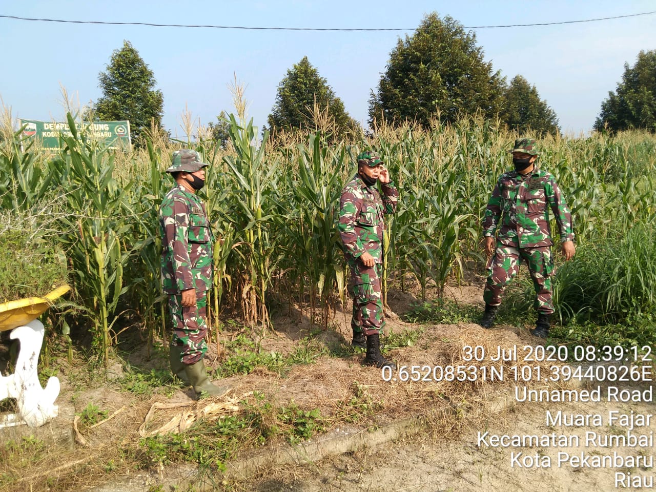 Pasi Wanwil Korem 031/WB Tinjau Demplot Hanpangan Kodim 0301/Pekanbaru