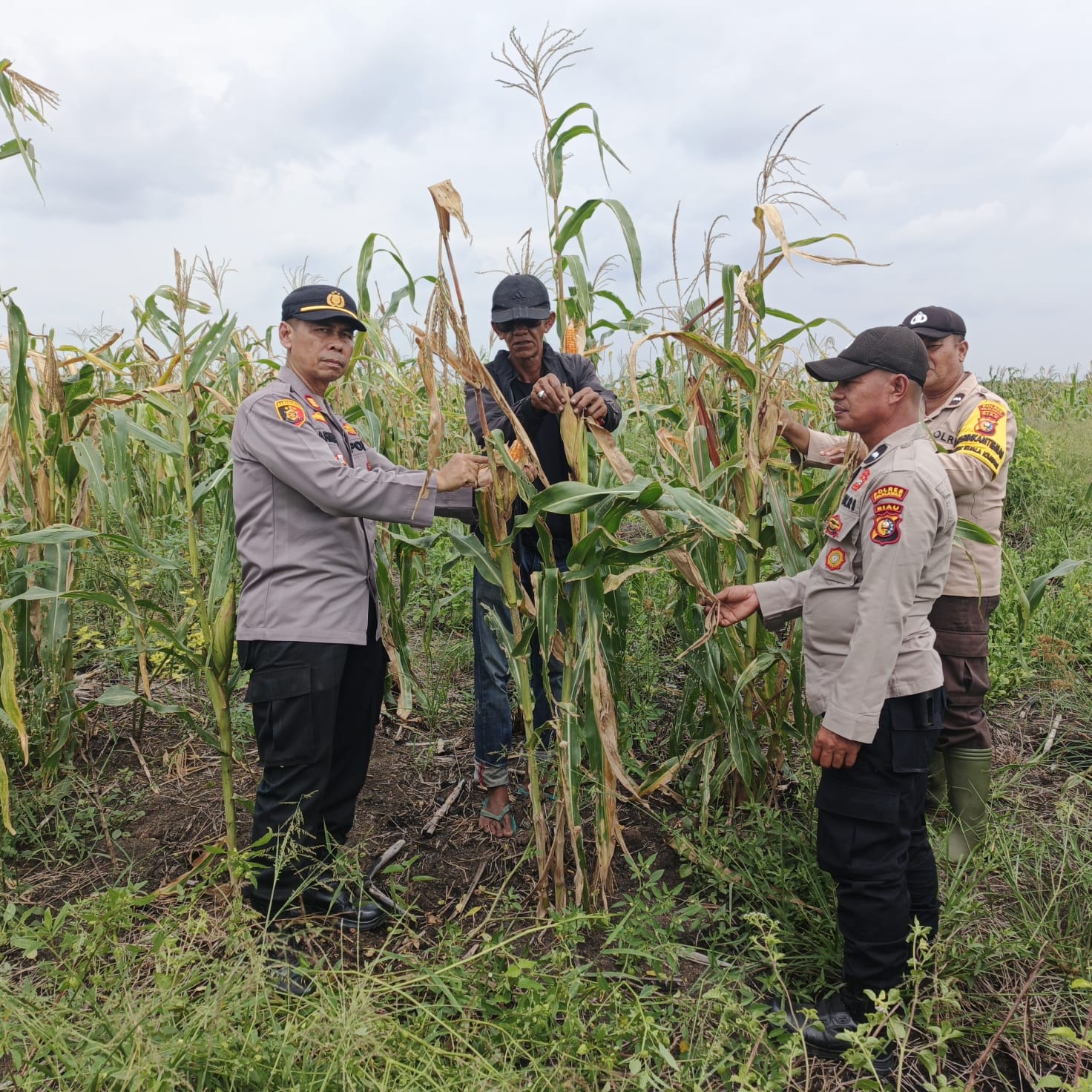 Kapolsek Kuala Kampar Tinjau Lahan Jagung 15 Ha Poktan Senang Jaya, Dukung Ketahanan Pangan di Desa Sungai Solok