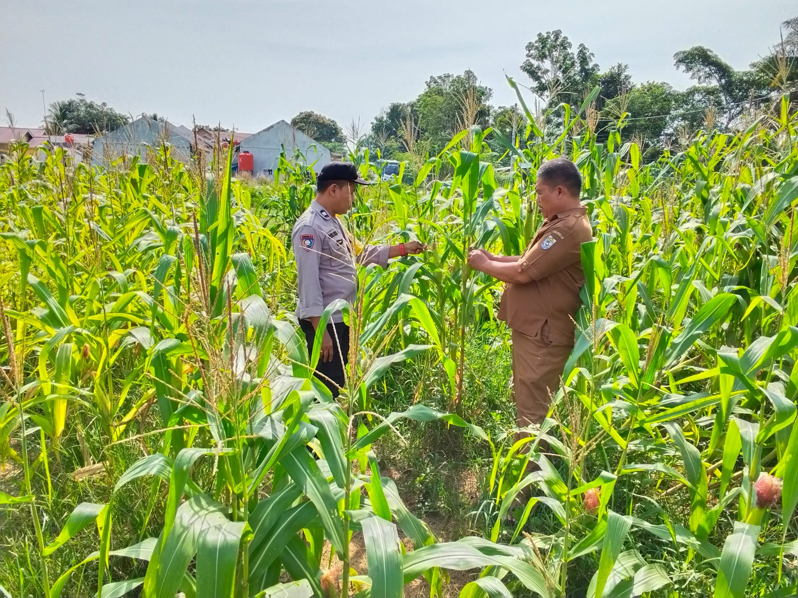 Polsek Bandar Sekijang Turun Ke Ladang Jagung Bukti Polri  siapJaga Ketahanan Pangan