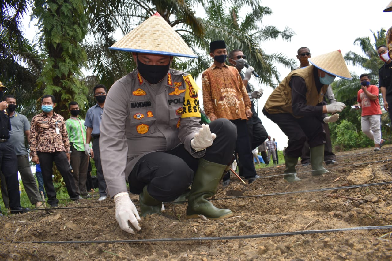Antisipasi Ketahanan Pangan, Kapolresta Bersama Walikota Pekanbaru dan Dandim 0301/PBR Resmikan Kampung Tangguh Nusantara di Kelurahan Argro Wisata