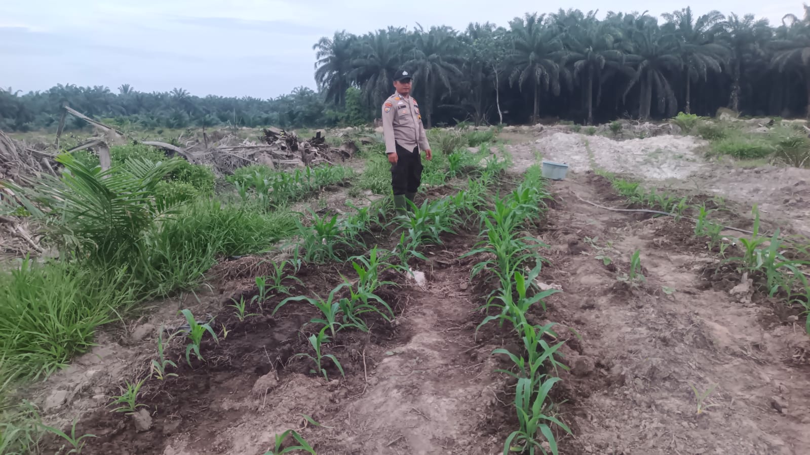 Dukung Ketahanan Pangan Kebun Jagung TKD Kampung Baru Tumbuh Optimal di Musim Kemarau