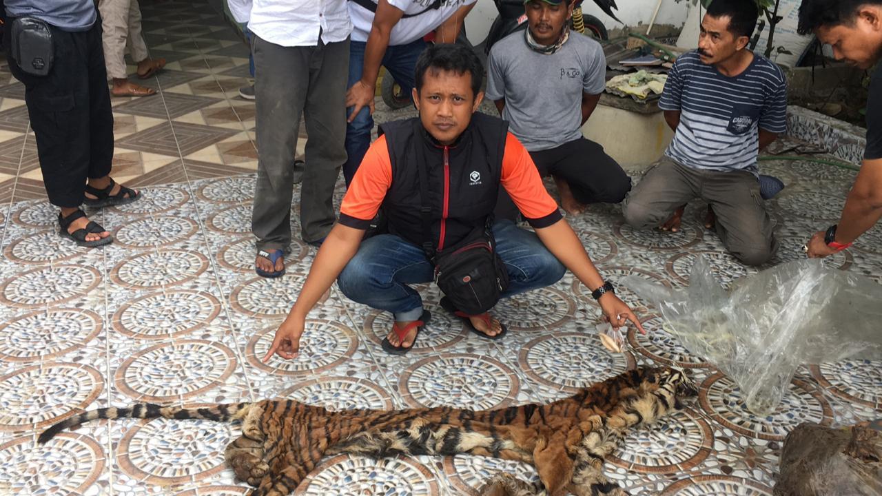 Polda Riau Berhasil Ungkap Kasus Perdagangan Kulit dan Organ Harimau Sumatera Di INHU