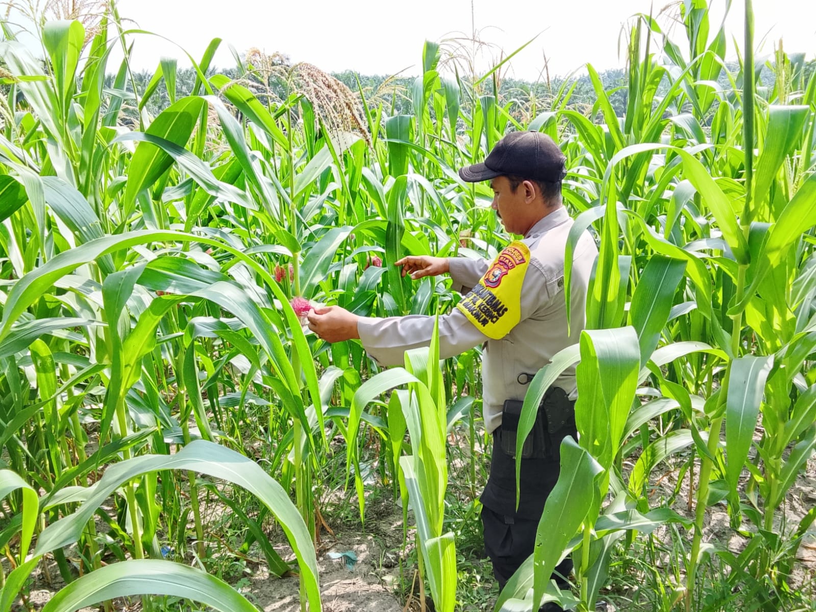 Bhabinkamtibmas Polsek Pkl Kerinci Monitoring Jagung Pipil 1 Ha di Lahan Asta Cita Kelompok Tani Makmur Jaya Bersama