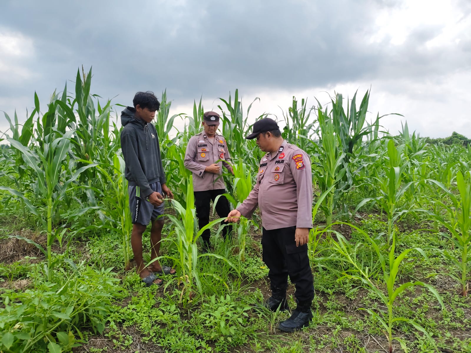 15 Ha Lahan Jagung Ketahanan Pangan Polsek Kuala Kampar