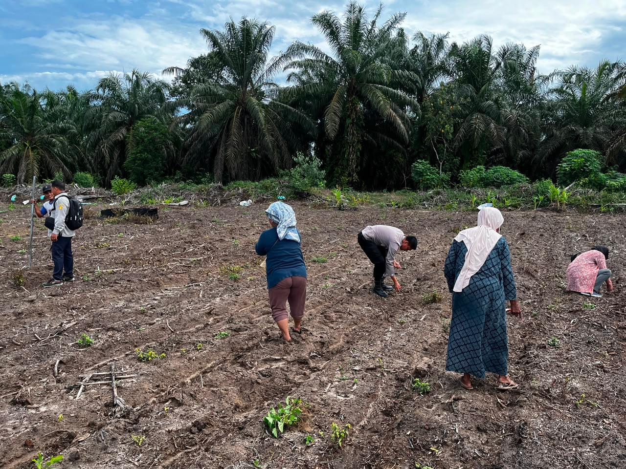 Tiga Hektare Jagung Pipil Kelompok Tani Maju Bersama Ukui Tumbuh, Polsek Kawal Ketahanan Pangan