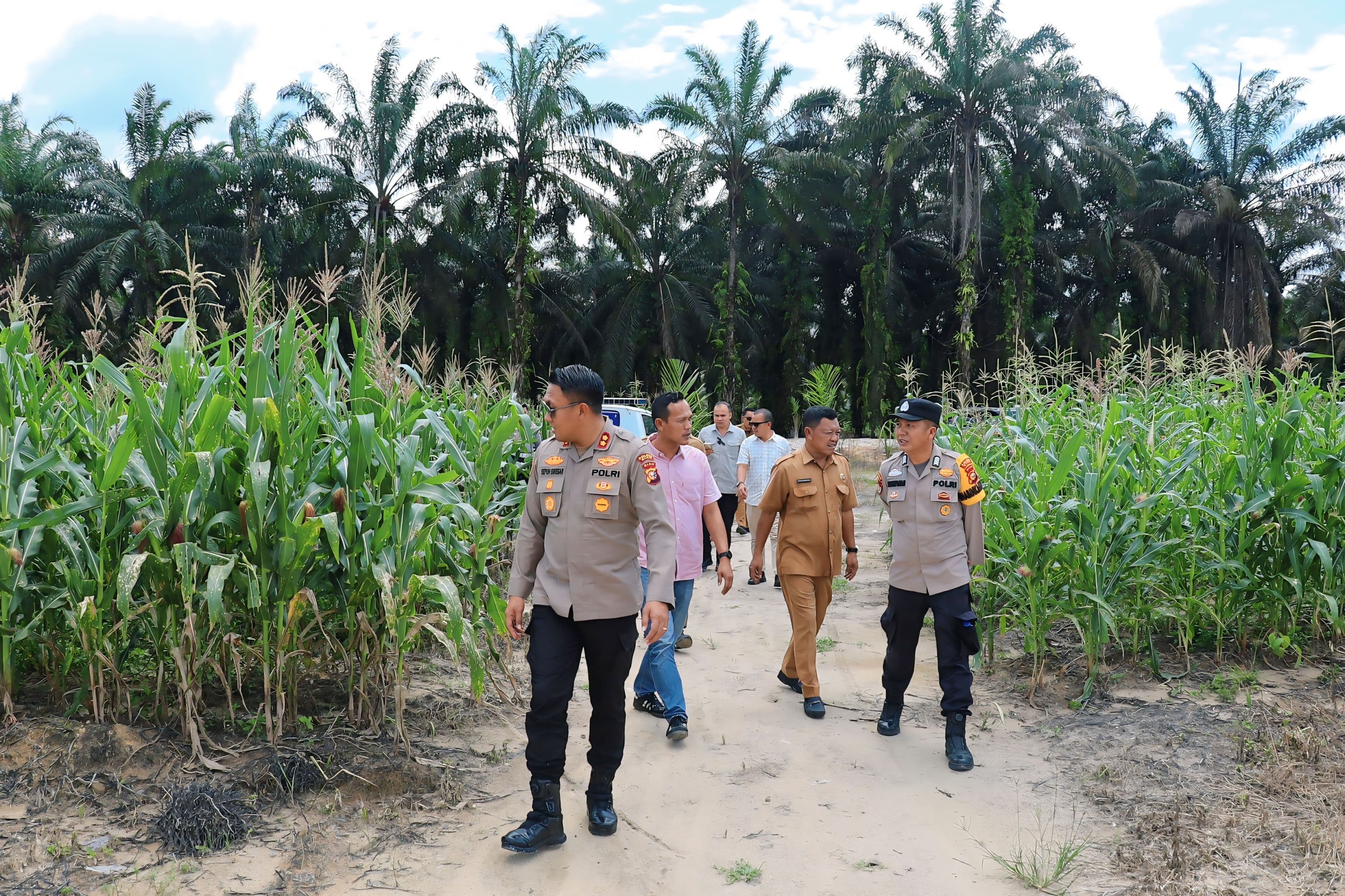 Dukung Ketahanan Pangan, Kapolres Siak Tinjau Progres Kebun Jagung Di Kecamatan Kandis