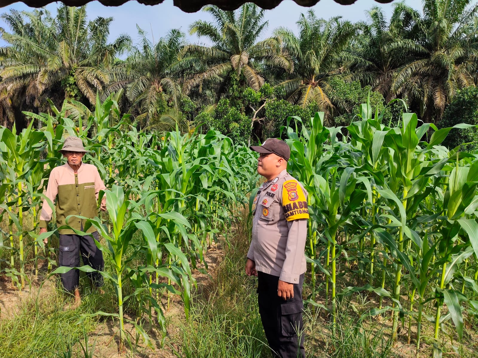 Dukung Ketahanan Pangan, Polsek Ukui Monitoring Jagung Pipil Swadaya 1 Ha Di Bukit Gajah