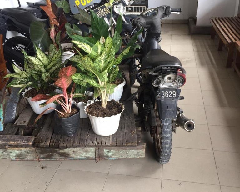 Nekat Curi Tanaman Hias Aglonema, Pelaku dan Penadah Diamankan Tim Opsnal Polsek Payung Sekaki