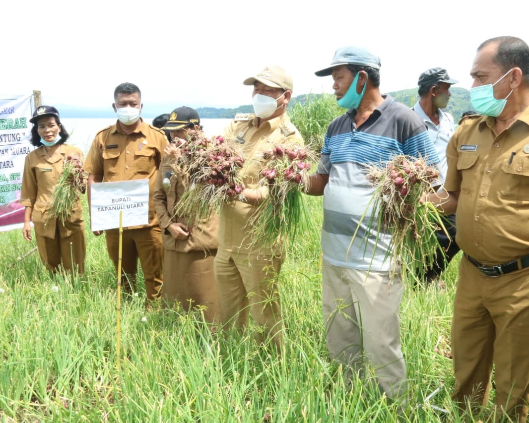Luar Biasa, Bupati Taput Panen Perdana Penangkar Benih Bawang Merah Dengan Hasil 25 Ton/Hektar
