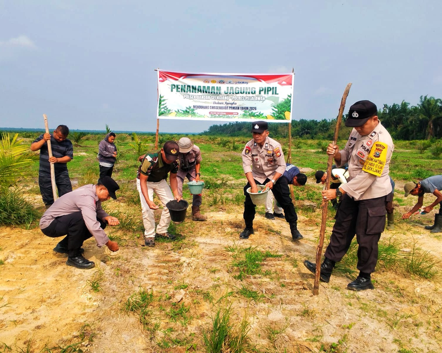 Polsek Bandar Sei Kijang Dukung Ketahanan Pangan, Tanam Jagung Pipil Tahap II di Lahan PT. CDS Seluas 1 Hektar