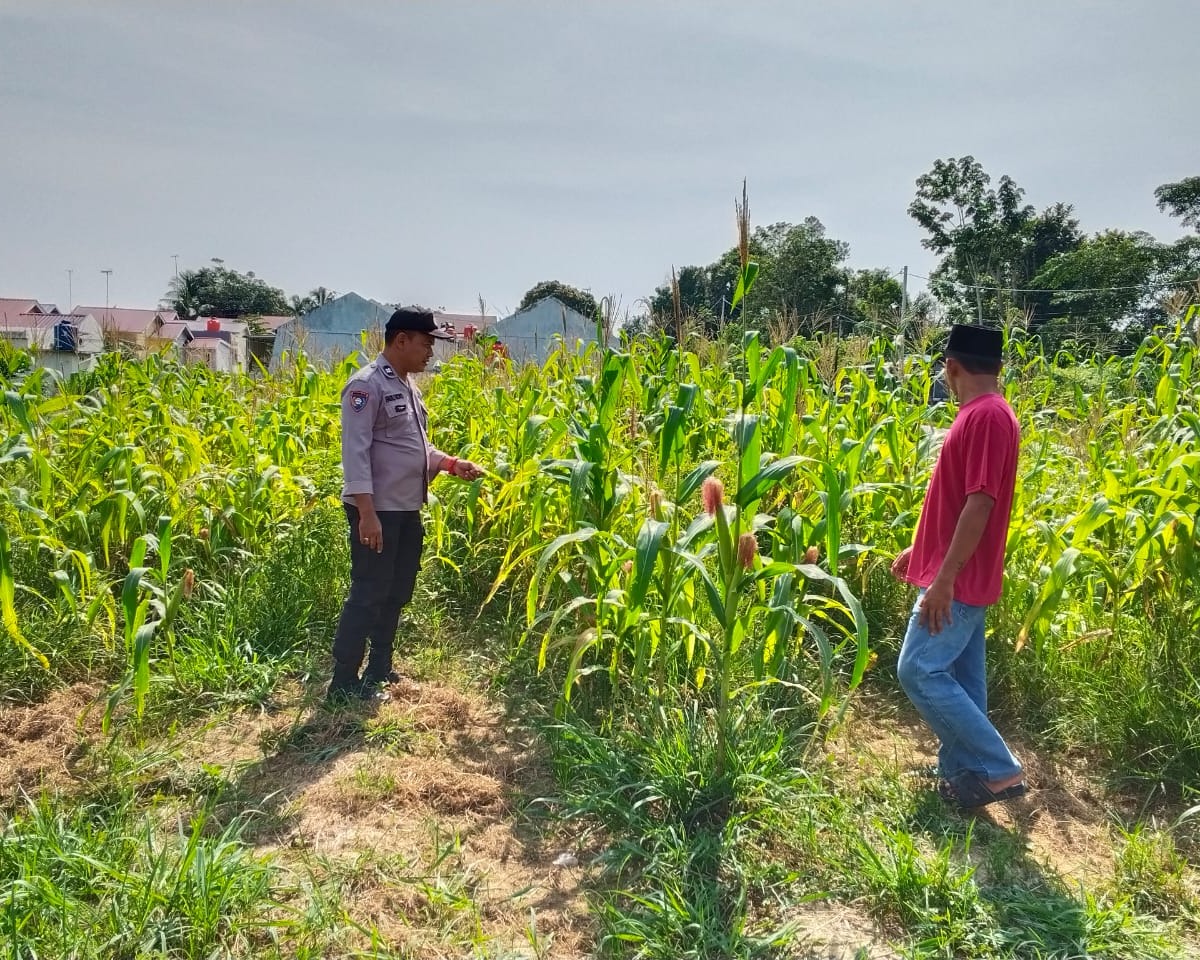 Polsek Bandar Sei Sekijang Pantau Kebun Jagung Warga, Polri Hadir Dukung ketahanan Pangan