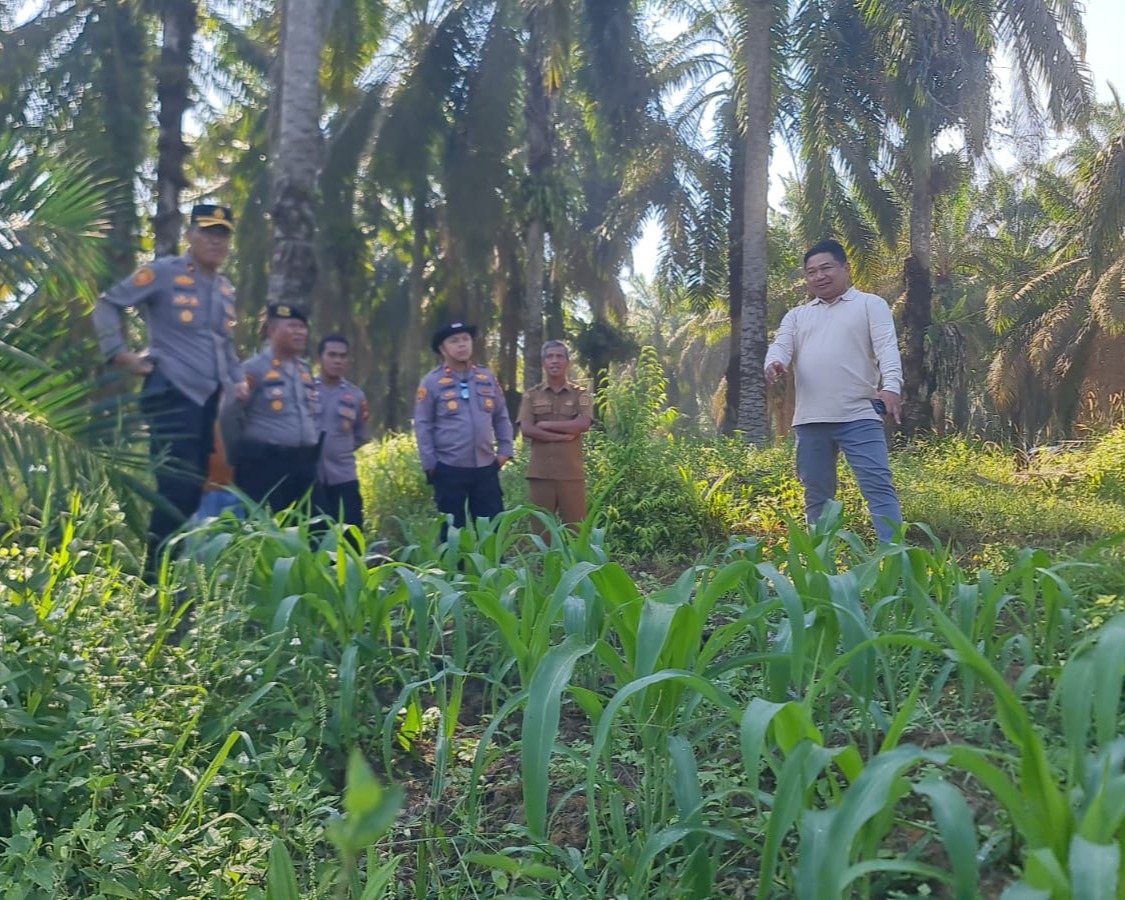 Wakapolres Pelalawan Dan Kapolsek Pangkalan Kuras Cek 40 Hektare Jagung, Dalam Program ketahanan Pangan
