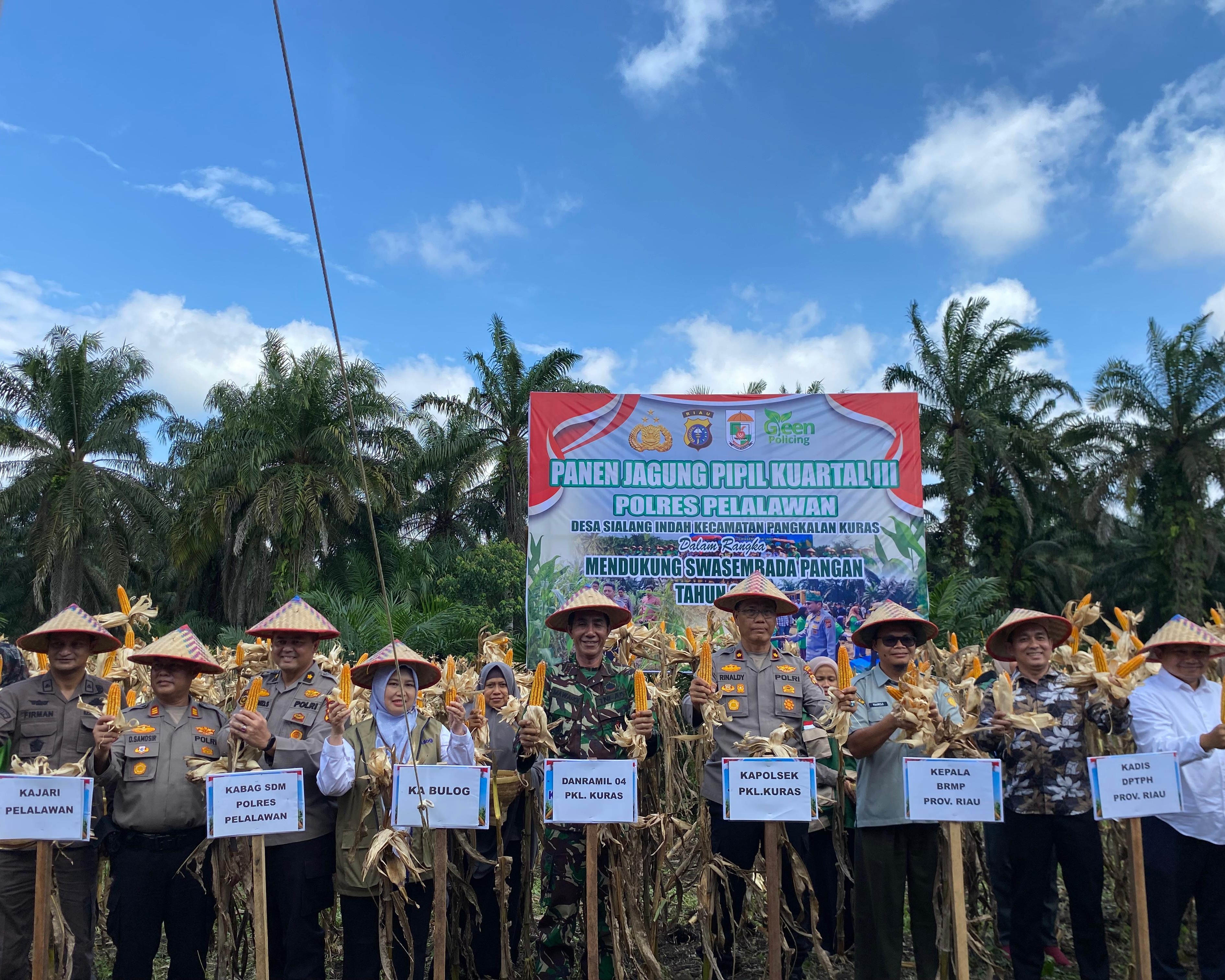 Polres Pelalawan Panen Jagung Pipil 12 Ton di Sialang Indah, Sinergi Wujudkan Swasembada Pangan Kuartal III 2026