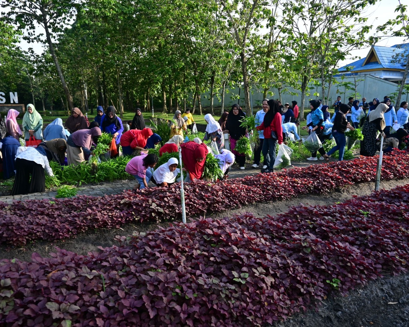 Lanud RSN Sukses Panen Sayur, Dukung Program Ketahanan Pangan Nasional