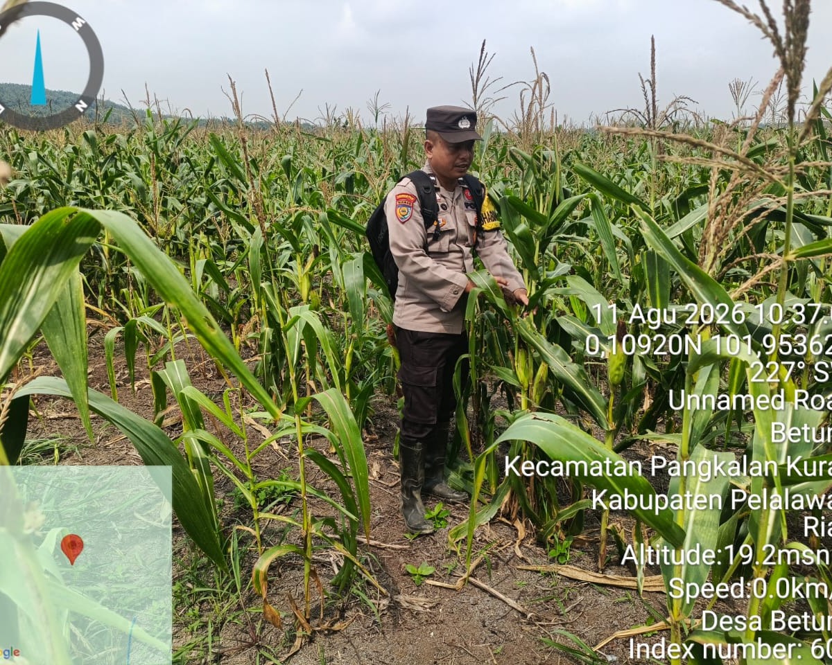 Polsek Pkl. Kuras Tinjau Perkembangan Lahan Jagung 4 Ha Program Ketahanan Pangan di Desa Betung