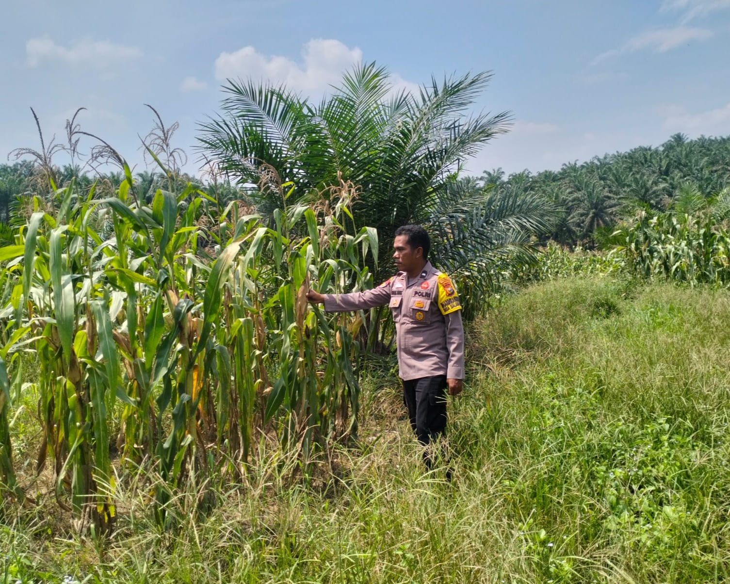 Bhabinkamtibmas Polsek Pkl Kuras Monitoring Jagung Pipil 10 Ha di Sialang Indah, Dukung Program Ketahanan Pangan Nasional