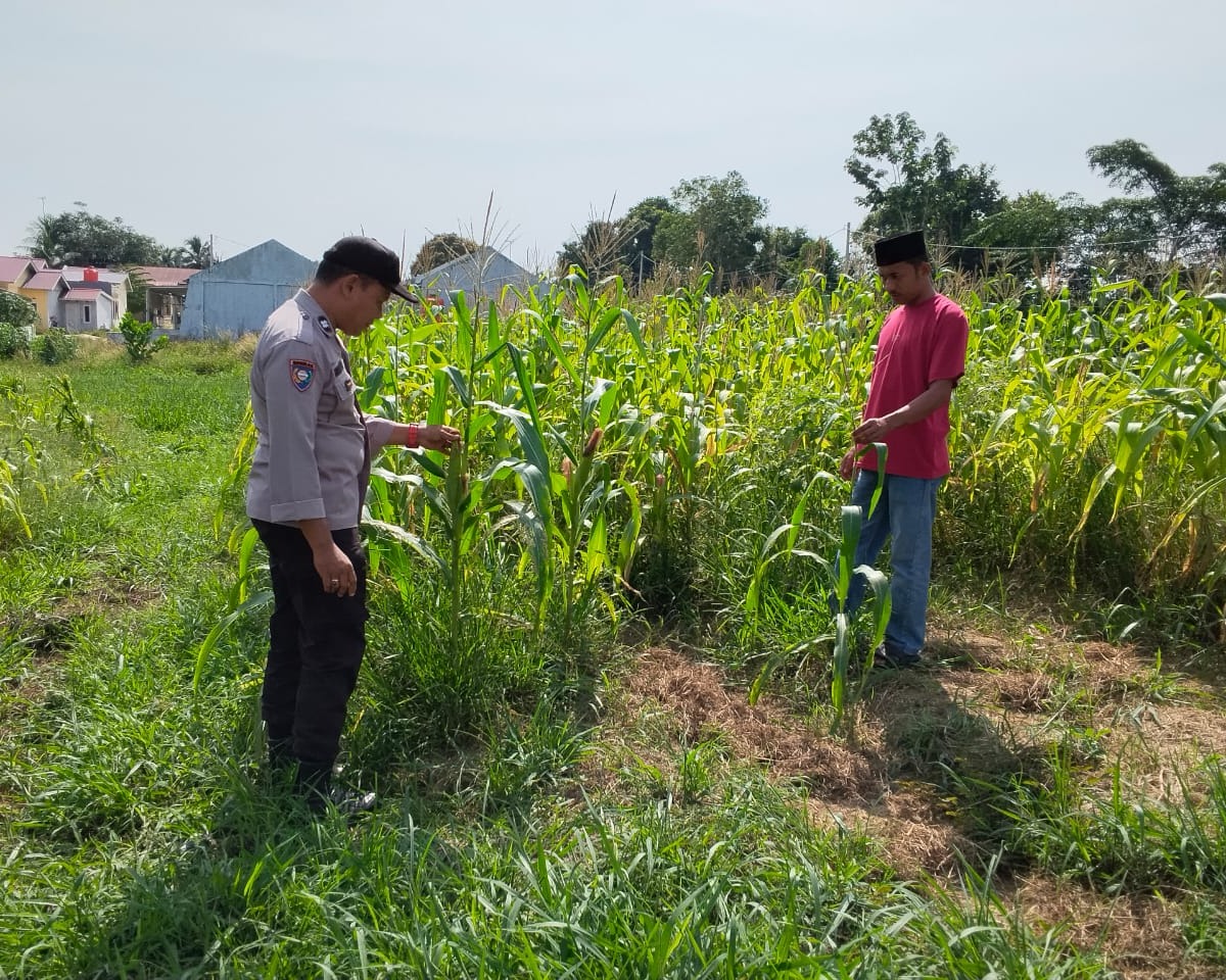 Polsek Bandar Sei Sekijang Pantau Kebun Jagung Warga, Polri Hadir Dukung ketahanan Pangan
