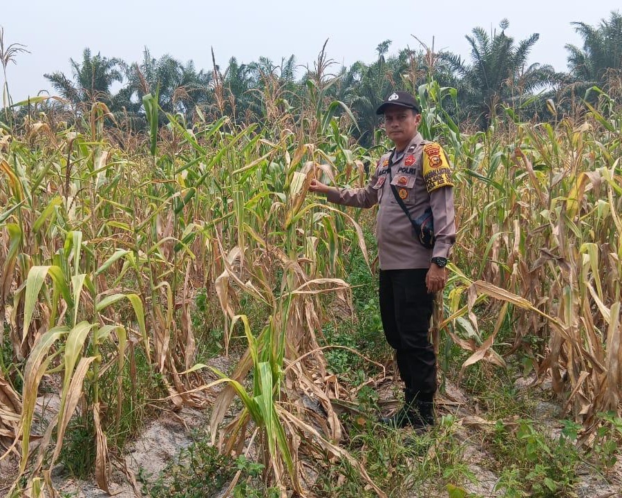 Bhabinkamtibmas Polsek Ukui Monitoring Lahan Jagung Pipil Kelompok Tani Maju Bersama Terdampak Kekeringan