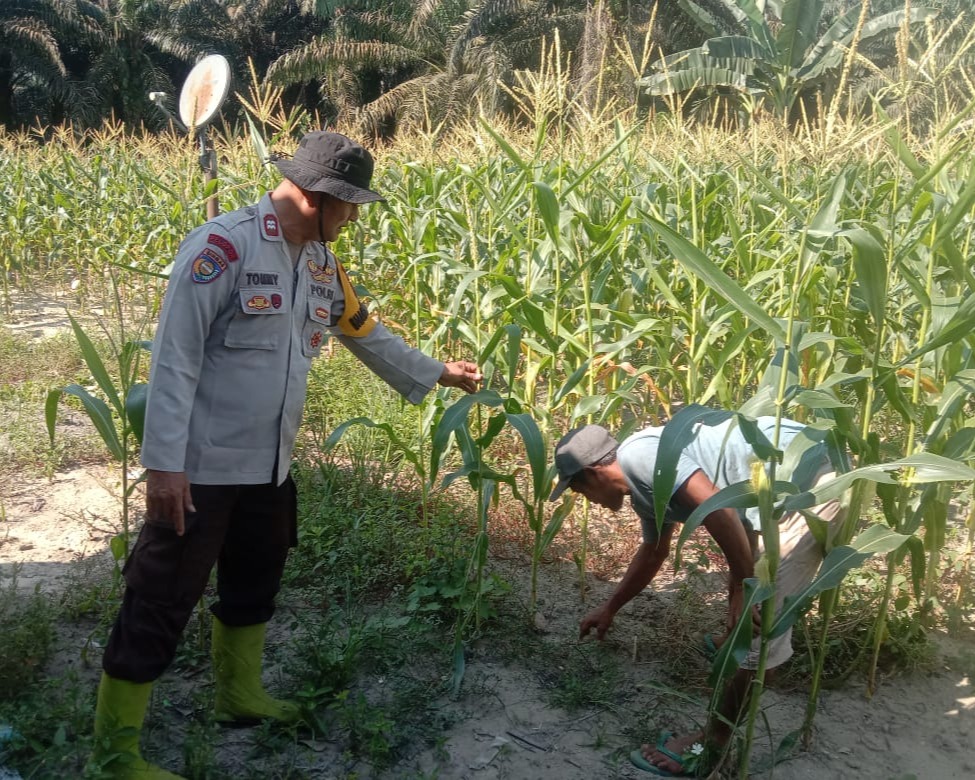 Polsek Ukui Kawal Tanaman Jagung Dalam Ketahanan Pangan Di Bagan Limau