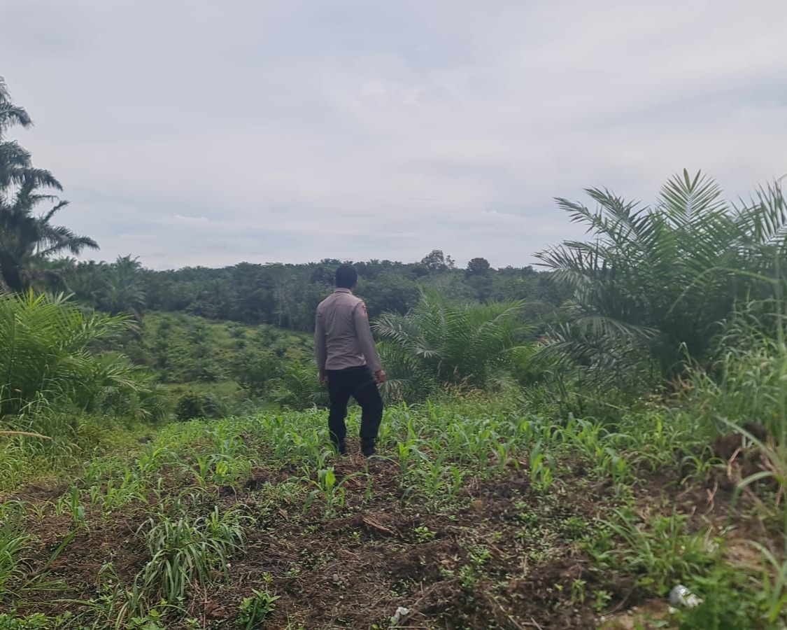 Polsek Pangkalan Kuras Progres Jagung 12 Hektar di Sialang Indah, Polri Siap Kawal Ketahanan Pangan