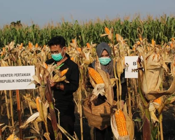 Menteri Pertanian RI Kunjungan Bersama Bupati Kendal Di Desa Pucangrejo 