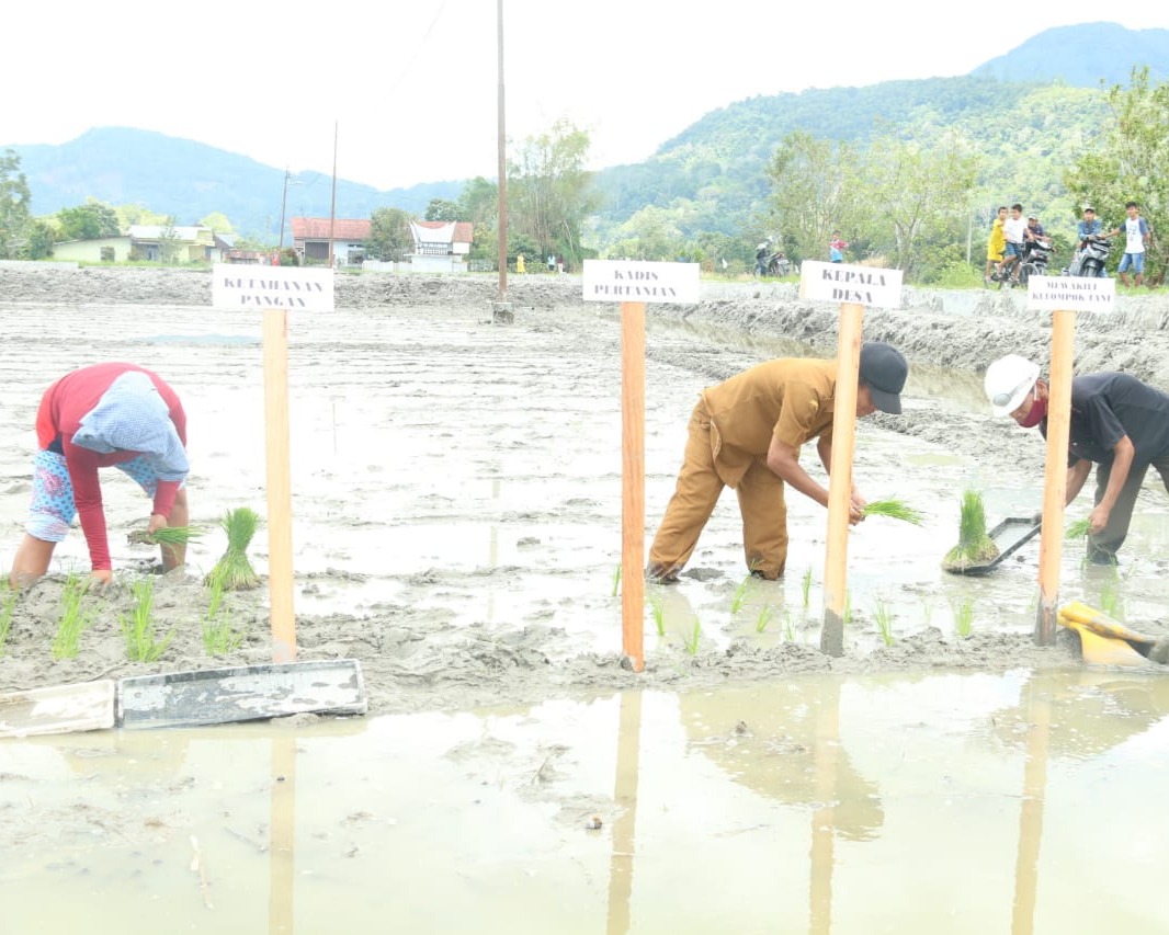 Wujudkan Ketahanan Pangan, Bupati Taput Canangkan Mina Padi dan 187 Hektar Lahan Pola IP 2 di Kecamatan Tarutung