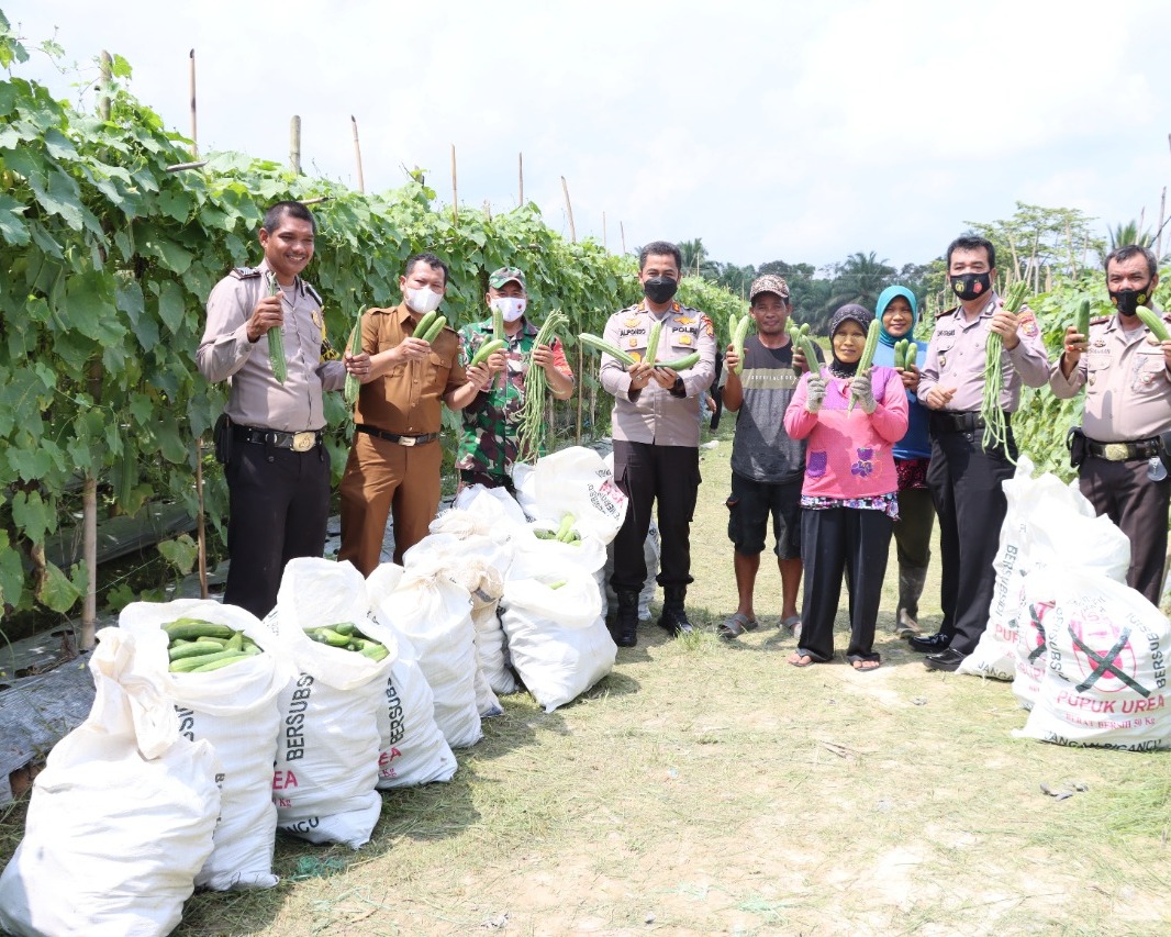 Kapolres Inhu Tinjau Dan Panen Di Kampung Tangguh Nusantara Talang Jerinjing
