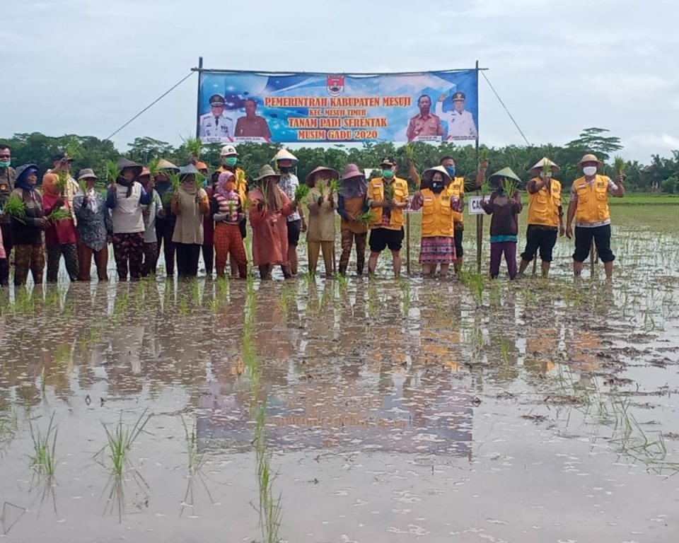 Bupati Mesuji Hadiri Tanam Padi Serentak Musim Gadu 2020 di Desa Pangkal Mas