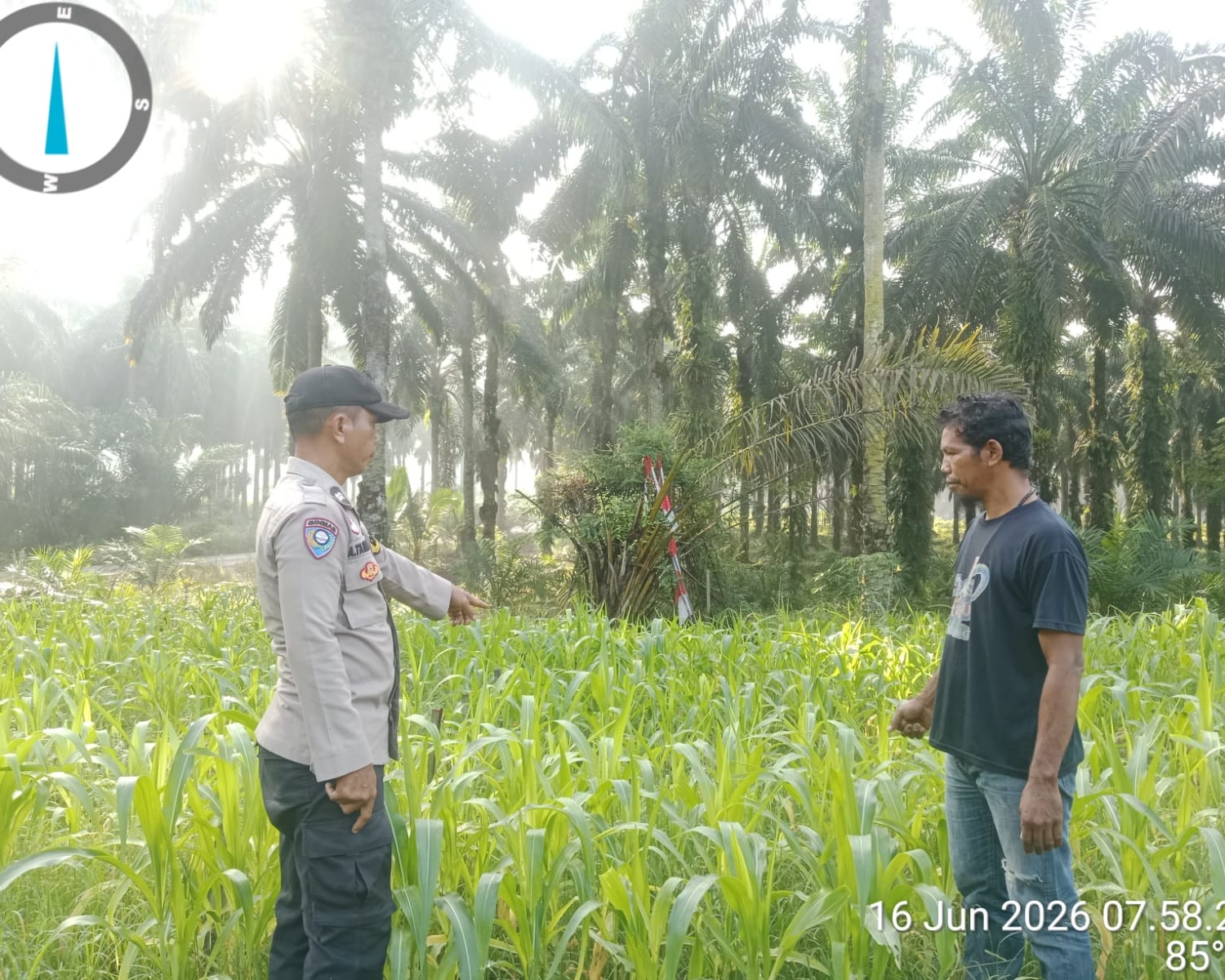 Jagung Pipil Hibrida F1, Polri Dukung Ketahanan Pangan Pangkalan Lesung