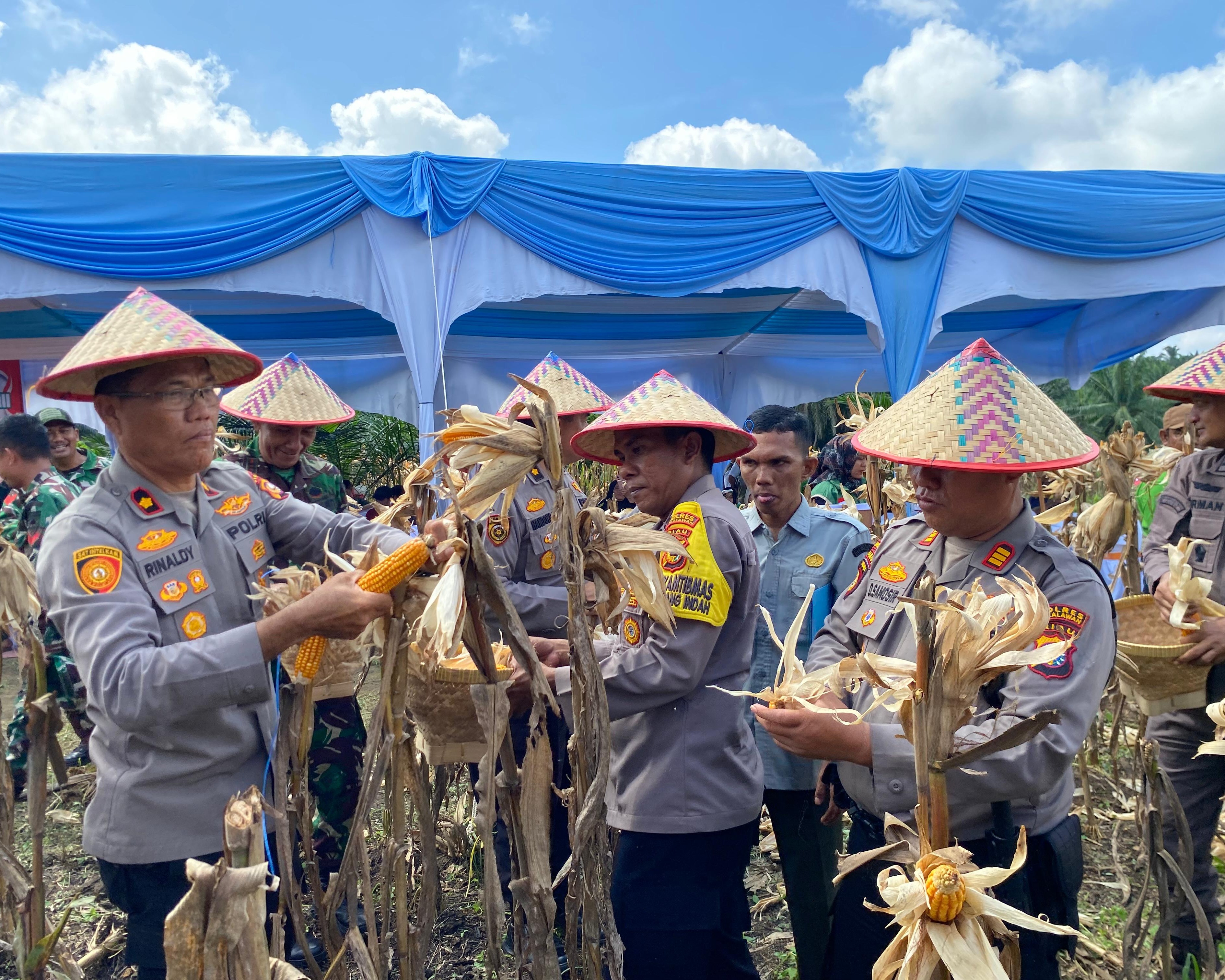 Polres Pelalawan Panen Jagung Pipil 12 Ton di Sialang Indah, Sinergi Wujudkan Swasembada Pangan Kuartal III 2026