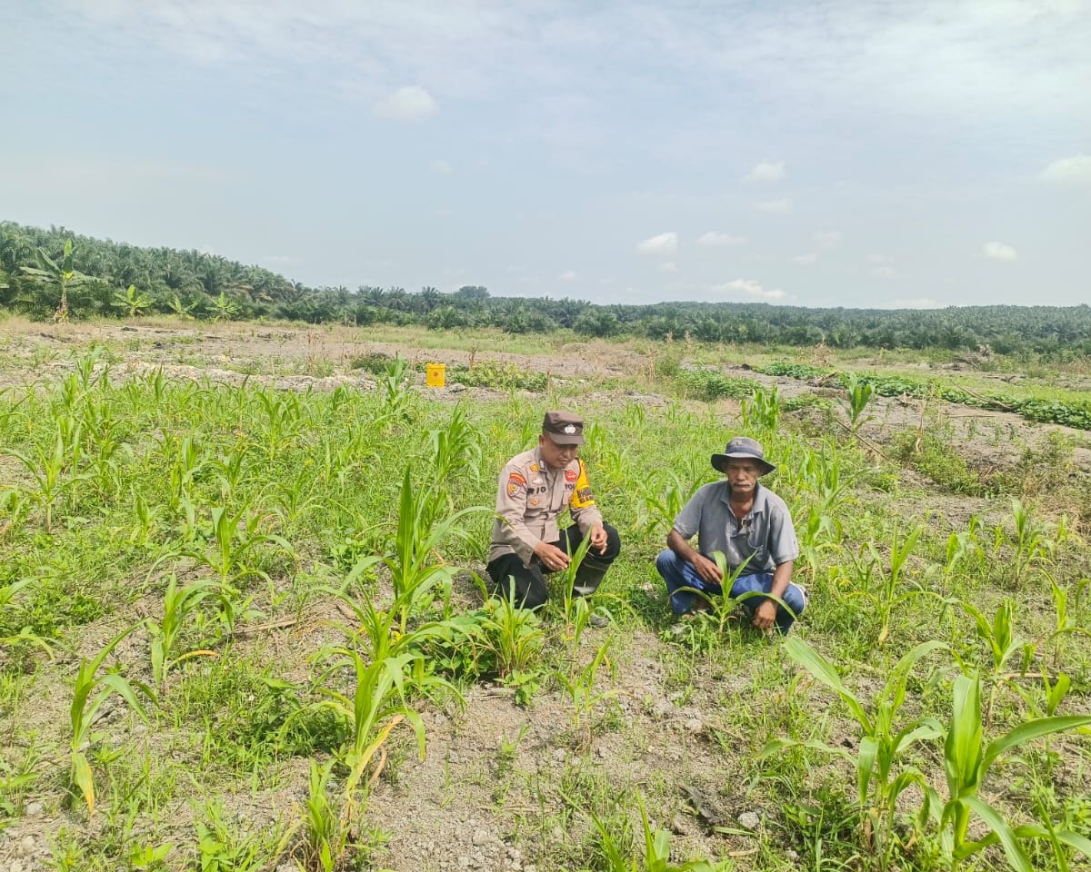 Polsek Pkl. Kuras Tinjau Perkembangan Lahan Jagung 4 Ha Program Ketahanan Pangan di Desa Betung