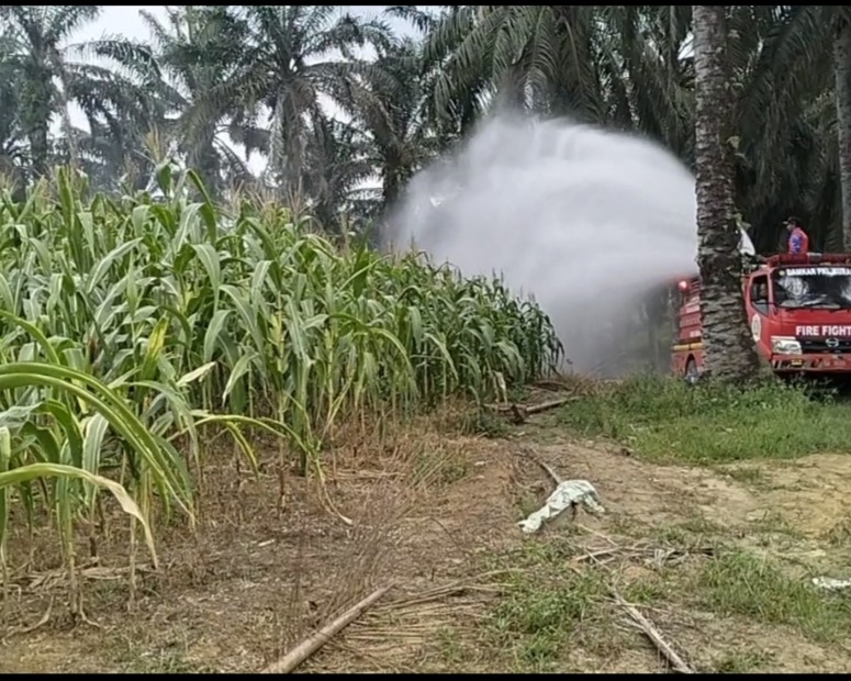 Damkar Pangkalan Kuras Siram 12 Ha Jagung Pipil KUD Sialang Makmur, Polri Jaga Swasembada Pangan Saat Kemarau