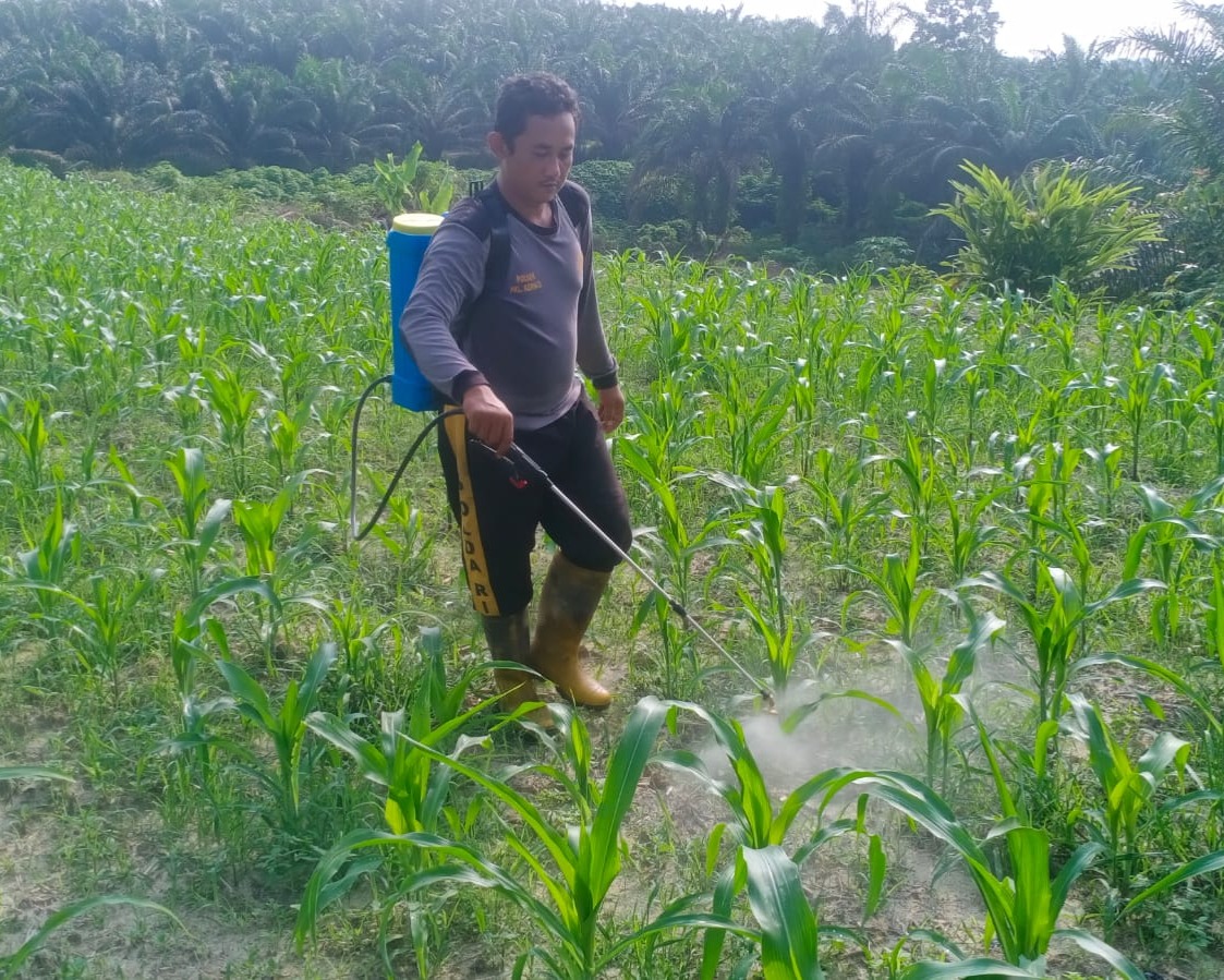 Polsek Pkl Kerinci Semprot Gulma Jagung Asta Cita 1 Hektar di Desa Makmur