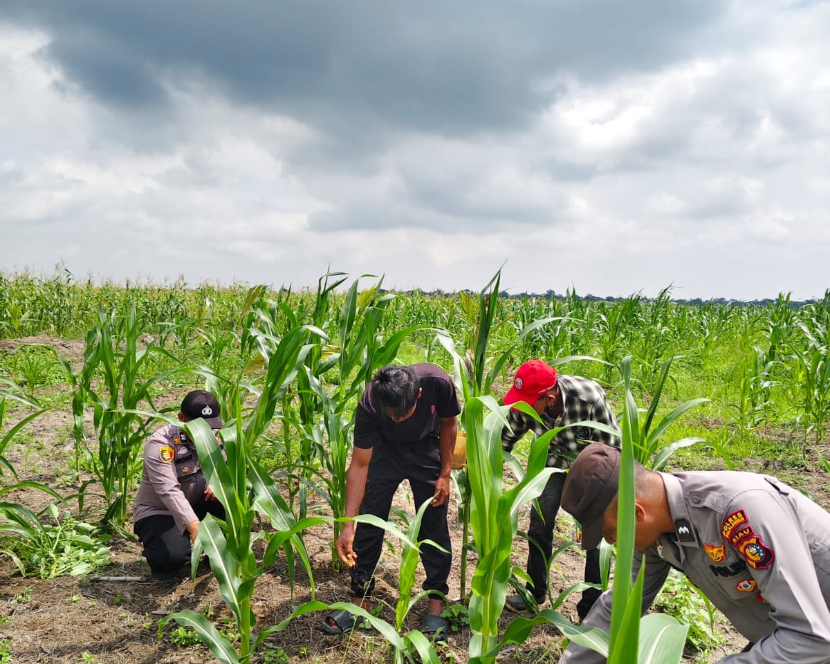 15 Ha Jagung Pipil Poktan Senang Jaya Sungai Solok Wilayah Polsek Kuala Kampar, Mendukung Ketahanan Pangan