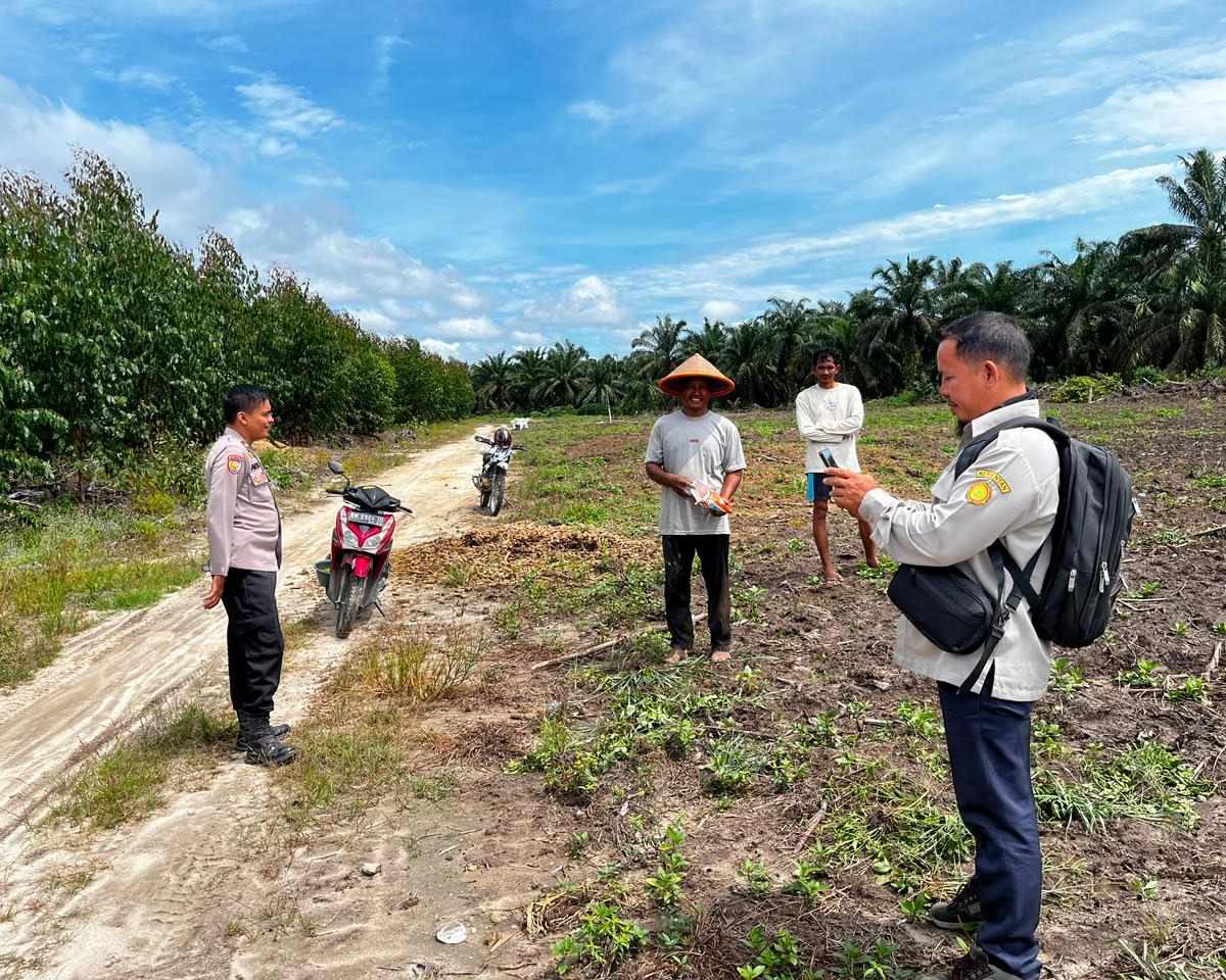 Tiga Hektare Jagung Pipil Kelompok Tani Maju Bersama Ukui Tumbuh, Polsek Kawal Ketahanan Pangan
