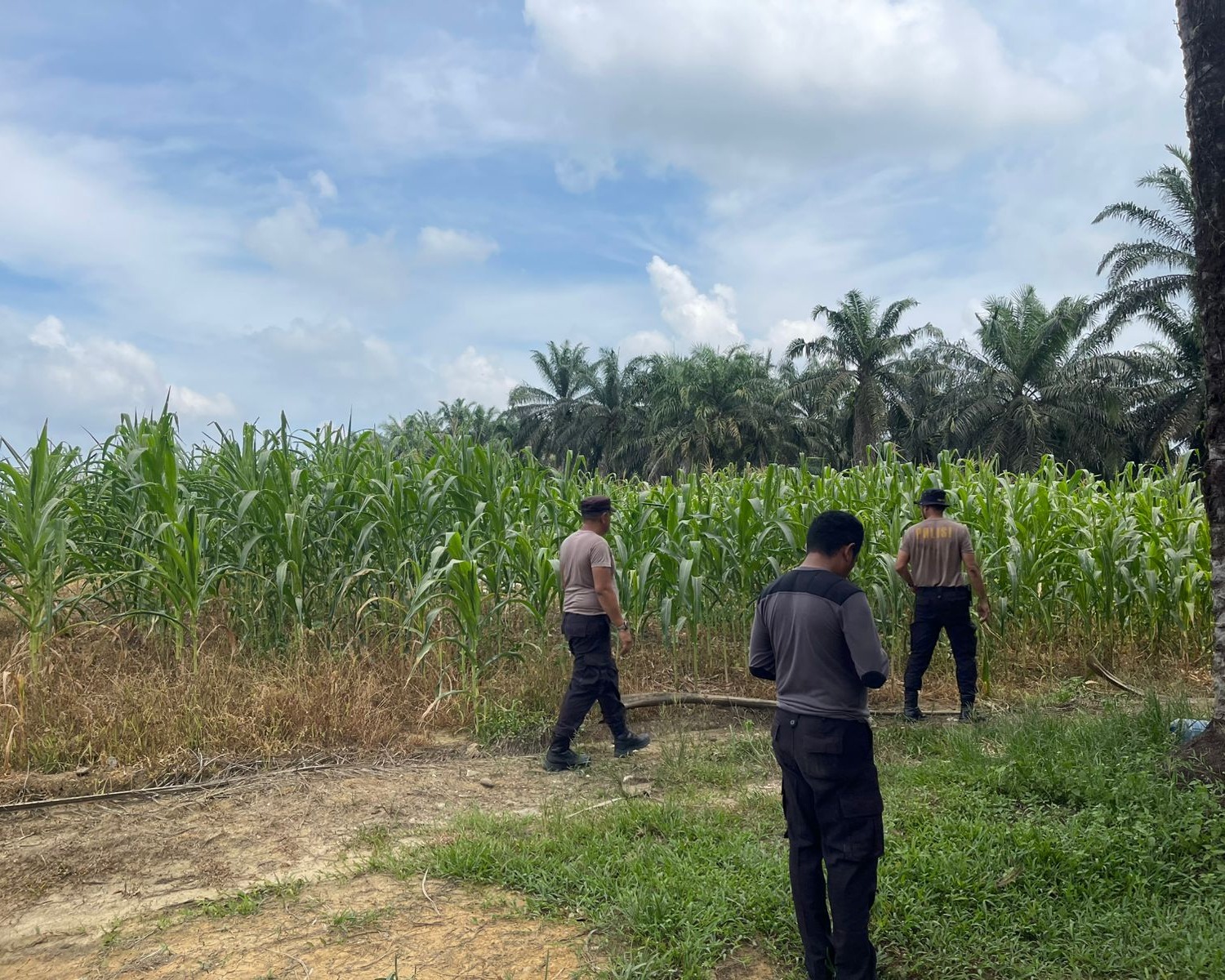 Kapolsek Pangkalan Kuras Cek Progres Jagung Ketahanan Pangan 12 Hektar Di Sialang Indah, Hasil Kuartal I Tumbuh Subur